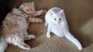 Cute White and Brown Cats Meowing to attract Me [upl. by Alleinnad203]