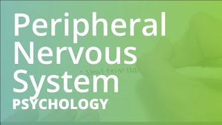 Peripheral Nervous System  Psychology PSYC101 [upl. by Behlke]