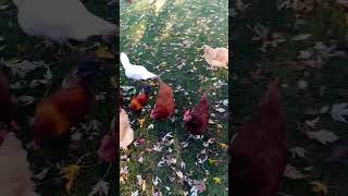 🐔 Fall Forage Frenzy Chickens Diving Into Leaves for Treats 🍁 [upl. by Hachman]