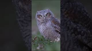 Little redmorphed screech owl baby jumped out from the nest [upl. by Questa]