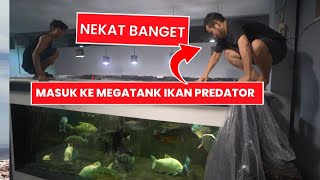 GILA  MASUK KE MEGATANK IKAN PREDATOR MOSNTER KELAPARAN UNTUK EVAKUASI IKAN PREDATOR JUMBO 90CM [upl. by Drofyar]