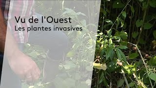 Ecologie  Des plantes bien invasives [upl. by Rrats]