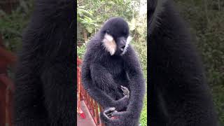 COMMUNICATION gibbon howling cute wildlife comedy funny funnyanimal shorts wildanimals [upl. by Marsiella]