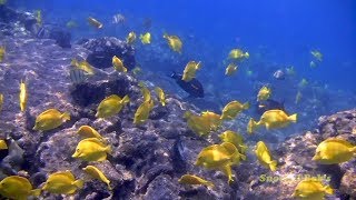 Yellow tangs living wild and free on a reef in Hawaii [upl. by Sidonnie251]