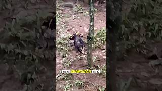 ¿Cómo Se Llama Este Animal En Tu País 🐀🤔 viralvideo tamanduá guanchaca fauna animals [upl. by Nohtiek574]