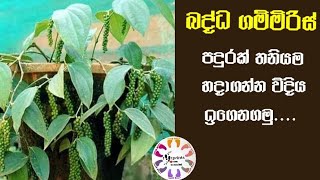 බද්ධ ගම්මිරිස් පැලයක් තනිවම හදමු badda gammiris pelahadamu [upl. by Raynold]