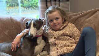 Irish Retired Greyhound Trust  Bluebell and her new family [upl. by Arden670]