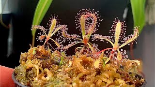 Propagating Drosera latifolia using leaf cuttings drosera propagation [upl. by Lightfoot]