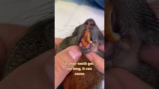 Why Do Rodent Owners Trim Their Pet’s Teeth 🐹🦷rodentcare pethealth petrodents guineapig [upl. by Refitsirhc]