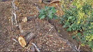 Annual Backyard Hugelkultur Maintenance amp Planting Out The Beds [upl. by Callan318]