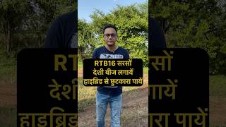 RTB 16 Sarso  Sarso ki kheti  RTB 16 সরিষা [upl. by Seymour554]