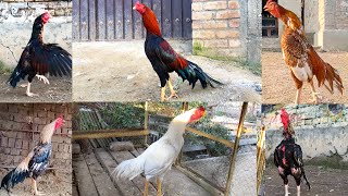 Rooster Crowing Compilation  Rooster crowing Sounds Effect  Seval Sound  murga ki awaaz  Ayam [upl. by Ecirahs]