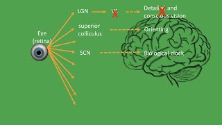 Early visual processes in the brain [upl. by Saimerej]