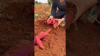 Sweet potato harvesting P10 shorts farming [upl. by Olav]