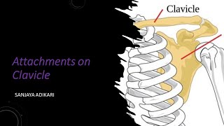 Attachments on clavicle [upl. by Girhiny]