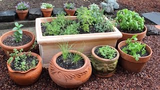 How to Plant a Culinary Herb Garden DIY Kitchen Garden [upl. by Toshiko]