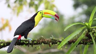 Keelbilled Toucan [upl. by Zehcnas]