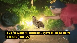 LIVE CARI BURUNG PUYUH DI MALAM HARI DI KEBUN CABE RAWIT [upl. by Bravin]