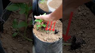 টমেটো চারা রোপণ করার সঠিক নিয়ম  Planting tomato plants sideways tomato টমেটো [upl. by Niehaus]