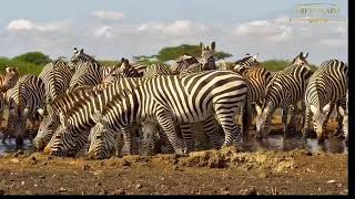 Zebra Take Over Ol Donyo For Ten Minutes [upl. by Nage902]