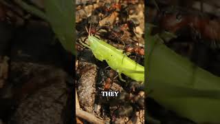 Ants vs Grasshopper Epic Hunt  Macro Closeup Forest Sound ASMR Bugs macrophotography asmrsounds [upl. by Roland]