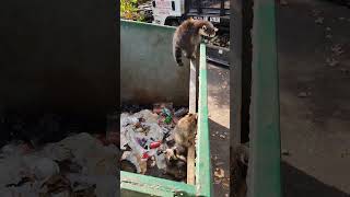 trashpanda raccoon rescue family edition🙏🙏PLEASE SUBSCRIBE🙏🙏😁 Almost 3000 Subs Thank You❤️😁😁 [upl. by Killie618]