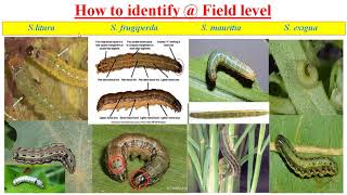 How to identify the Spodoptera species  Field level [upl. by Siurad986]