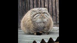 manul cat lives in a low income housing environment [upl. by Cleodal309]