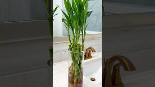 Water propagation lucky Bamboo care homedecor indoorplants happiness showpiece gardening diy [upl. by Yclek]