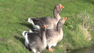 Toulouse Geese [upl. by Mccallum]