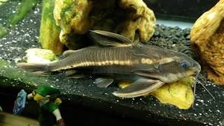 Striped Raphael Catfish Is Out In Plain View [upl. by Namhcan]