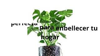 como elegir las mejores plantas para tu hogar  parte 2 [upl. by Eidnim]