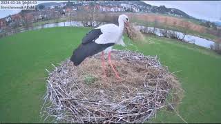 Storchennest Alfeld Leine  Engagierter Fremdstorch  26022024 [upl. by Anihsit669]