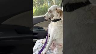 Her dog’s reaction after the vet is hilarious 😂 [upl. by Ttayh86]