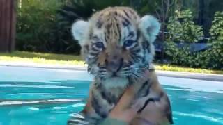 Baby Tigers first time in the pool [upl. by Boony]