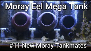 Moray Eel Mega Tank  11  New Moray Tankmates [upl. by Azarria]