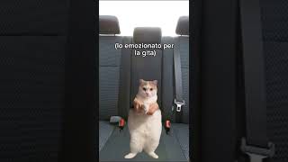 Le gite in famiglia🤣 pt1 follow meme funnyvideo funnyshorts virale cat [upl. by Illona]