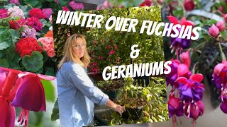 HOW TO WINTER OVER FUCHSIAS amp GERANIUMS [upl. by Mendez]