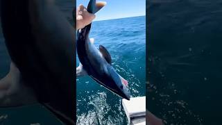 Catching a Shark Barehanded 🦈 fishing shark 🎥IGdrtunafish [upl. by Shayna46]