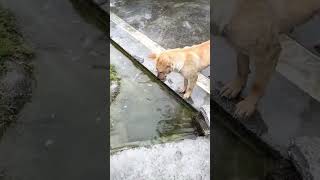 Do you know how obsessed dogs are with water capturedogs funny [upl. by Nolaf]