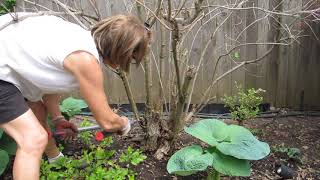 Coppicing an Old Weigela [upl. by Hankins850]