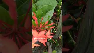 Good morning 🌅🌹🌹🌺🌺🏠🏡 Mukta vlog 🏡 [upl. by Uyerta]