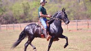 ELO ASPJ  CAVALO DA SEMANA  MANGALARGA MARCHADOR [upl. by Narual]