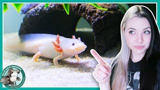 Feeding My Axolotls  VLOGMAS DAY 3 [upl. by Janik]