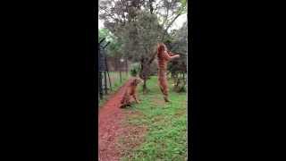 Tiger jumps to catch meat filmed in slowmotion animals tigers slowmotion rescue [upl. by Airod]