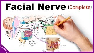 Facial Nerve Anatomy Simplified [upl. by Eserahc]