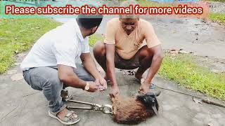 closed method castration with Burdizzo castrator goat castration [upl. by Jem]