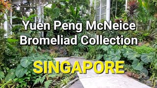 Yuen Peng McNeice Bromeliad Collection at Singapore Botanical Park [upl. by Joelynn449]