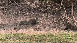 Squirrel Walking Around [upl. by Rachele905]