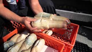 Whats a Geoduck [upl. by Scrivenor580]